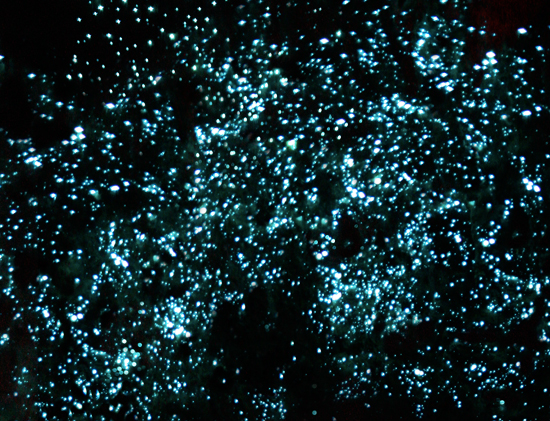glowwormcaves_nz_2