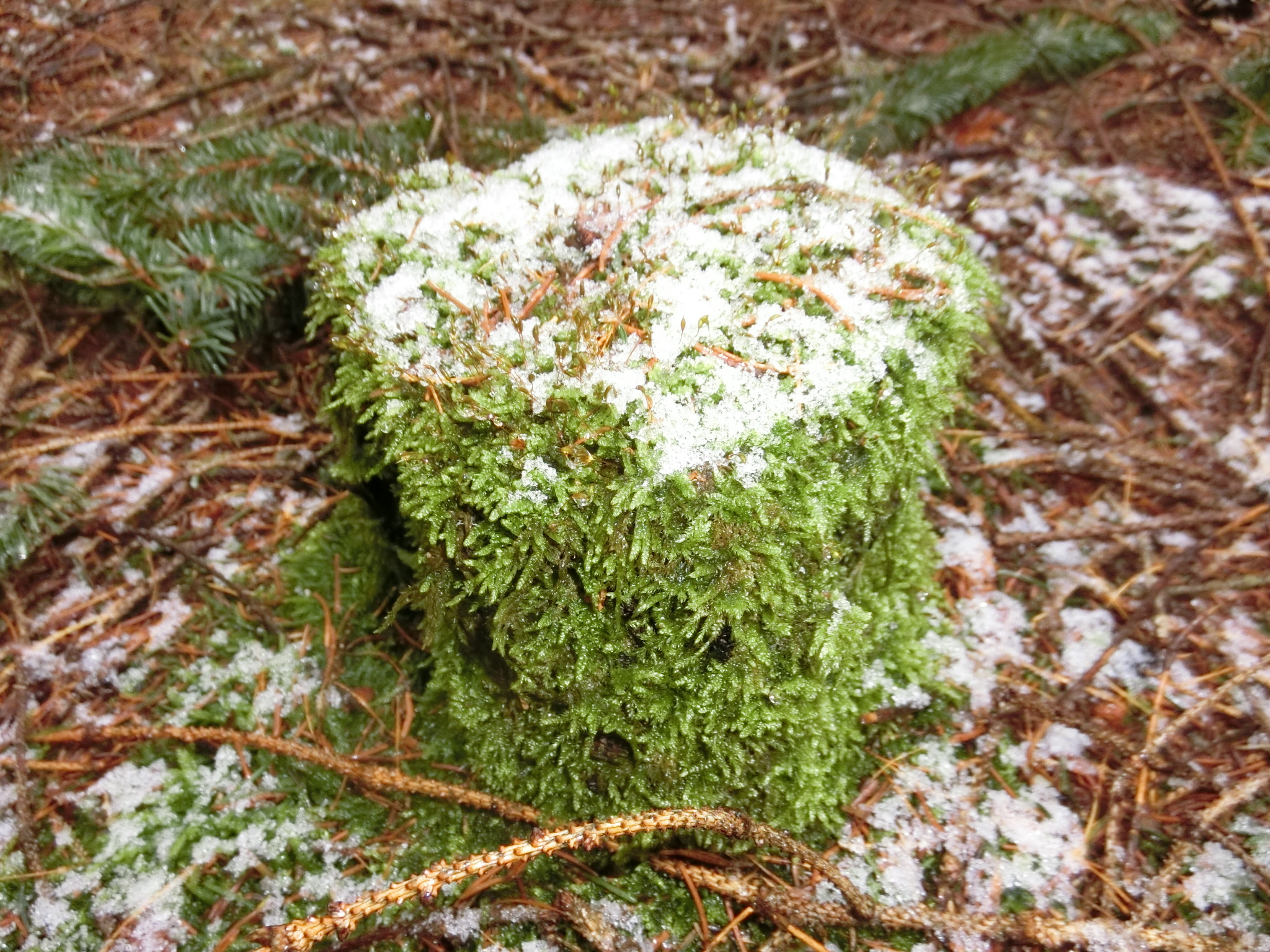 87D267D5-28DD-4379-929E-396B075FA3B0